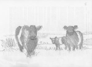 Belted Galloway Cow Thumbnail Pencil Sketches